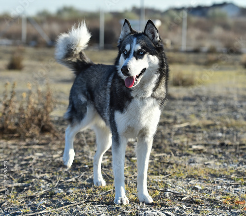 husky siberiano