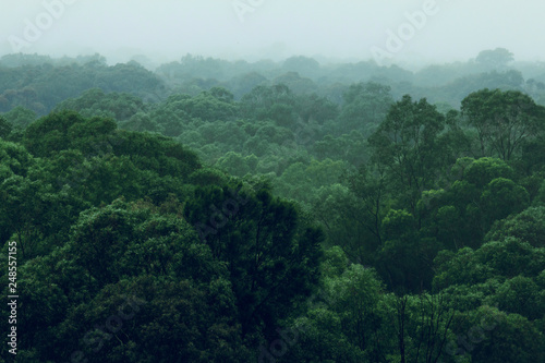 Rainforest jungle aerial view