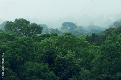 Rainforest jungle aerial view