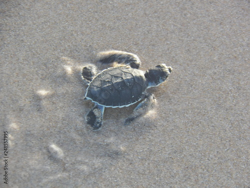 little sea turtle