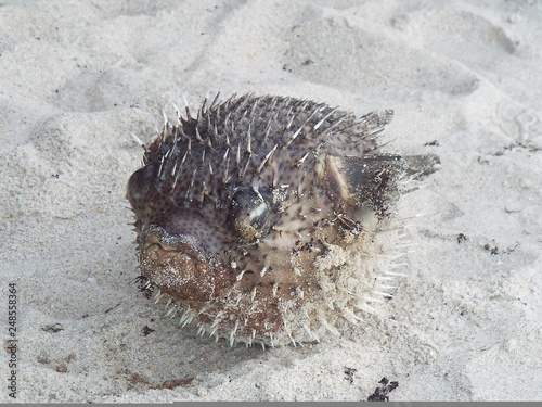 Pufferfish