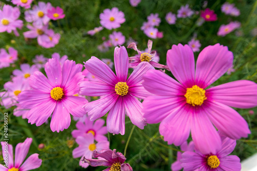 Pink cosmos flower  Aster flower.