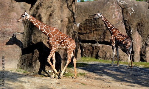 Photography giraffe in the zoo walking