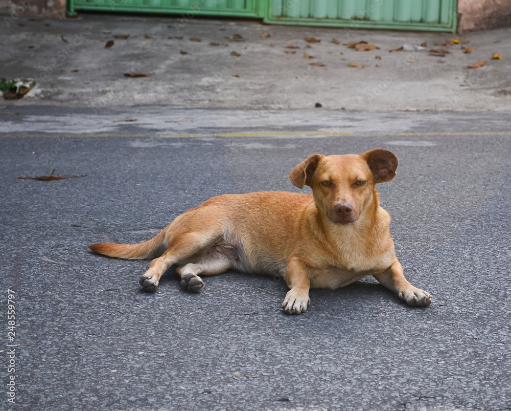 Cachorro de rua posando para foto