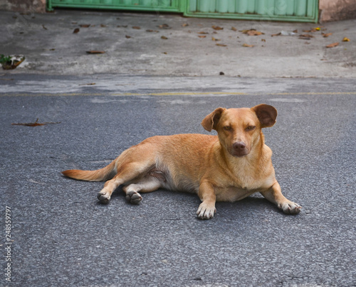 Cachorro de rua posando para foto