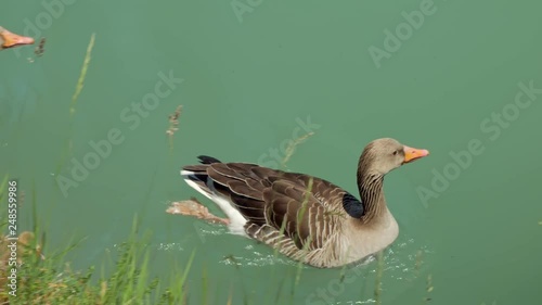 two wild grey ducks are swimming over picturesque turquoise water of small river