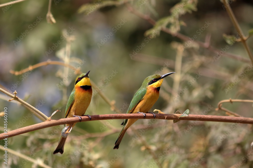 gambia birding gambia birding
