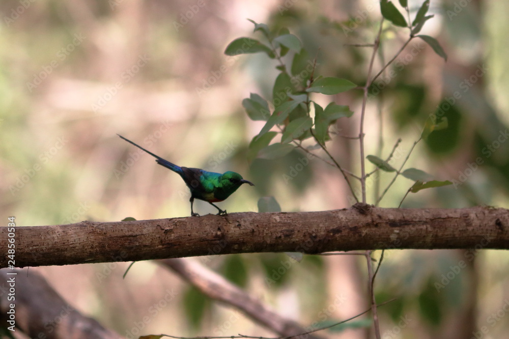 Fototapeta premium gambia birding
