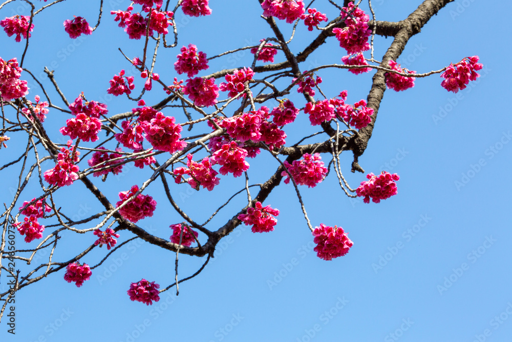 Sakura flowers or cherry blossoms in Tokyo, Japan during Spring time. Close up of flower’s petals, pollen and tree branches in Shinjuku park. Sakura flowers or cherry blossoms in Tokyo, Japan during Spring time. Close up of flower’s petals, pollen and tree branches in Shinjuku park.