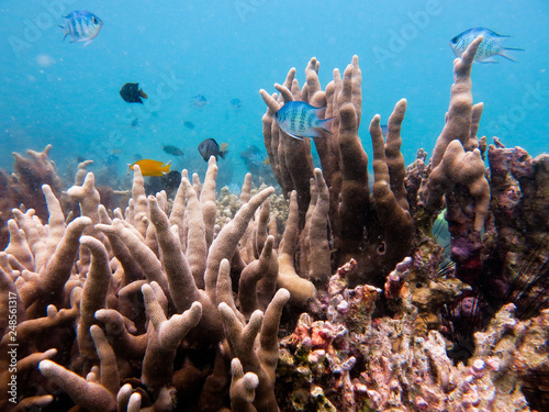 Hard coral found at coral reeef area at Tioman island, Malaysia photo