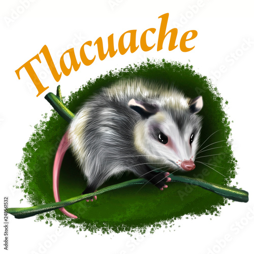 Tlacuache photo