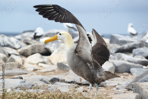 Galapagos Animals. Galapagos Albatross aka Waved albatrosses on Espanola Island, Galapagos Islands, Ecuador. The Waved Albatross is an critically endangered species endemic to Galapagos.