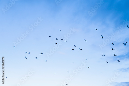 birds in freedom flying through blue sky