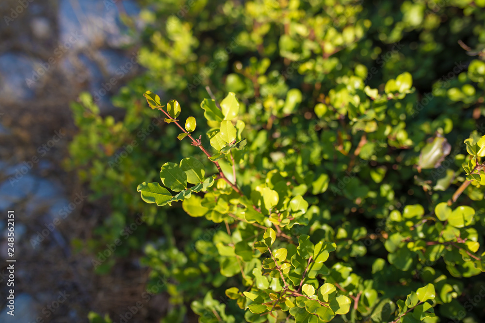 Green Carob tree leafs. Ceratonia siliqua leafs in mediterranean - Turkey. Green Carob tree leafs. Ceratonia siliqua leafs in mediterranean - Turkey.