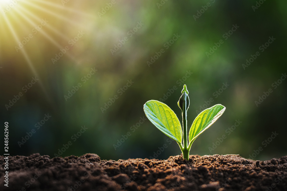 small plant growing in garden with sunlight Stock Photo | Adobe Stock