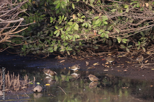 birding gambia