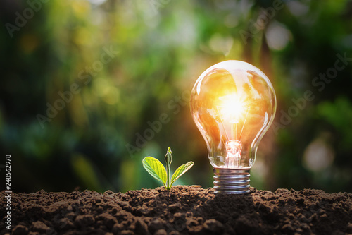 lightbulb with small plant on soil and sunshine. concept saving energy in nature photo