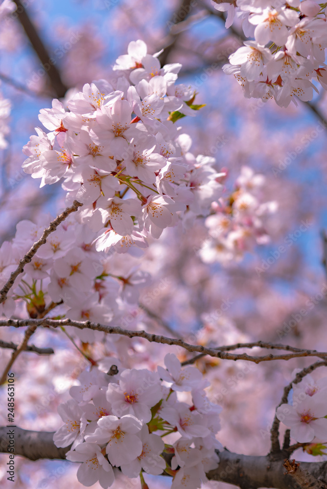 Close up full bloom beautiful pink cherry blossoms flowers ( sakura ) over the garden in springtime sunny day with soft natural background Close up full bloom beautiful pink cherry blossoms flowers ( sakura ) over the garden in springtime sunny day with soft natural background