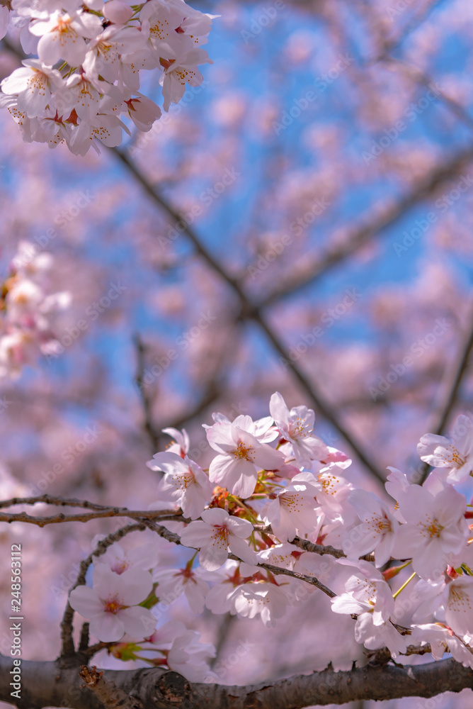 Close up full bloom beautiful pink cherry blossoms flowers ( sakura ) over the garden in springtime sunny day with soft natural background Close up full bloom beautiful pink cherry blossoms flowers ( sakura ) over the garden in springtime sunny day with soft natural background
