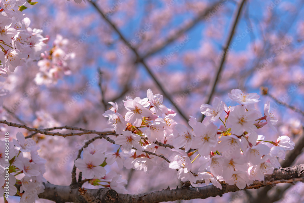 Close up full bloom beautiful pink cherry blossoms flowers ( sakura ) over the garden in springtime sunny day with soft natural background Close up full bloom beautiful pink cherry blossoms flowers ( sakura ) over the garden in springtime sunny day with soft natural background