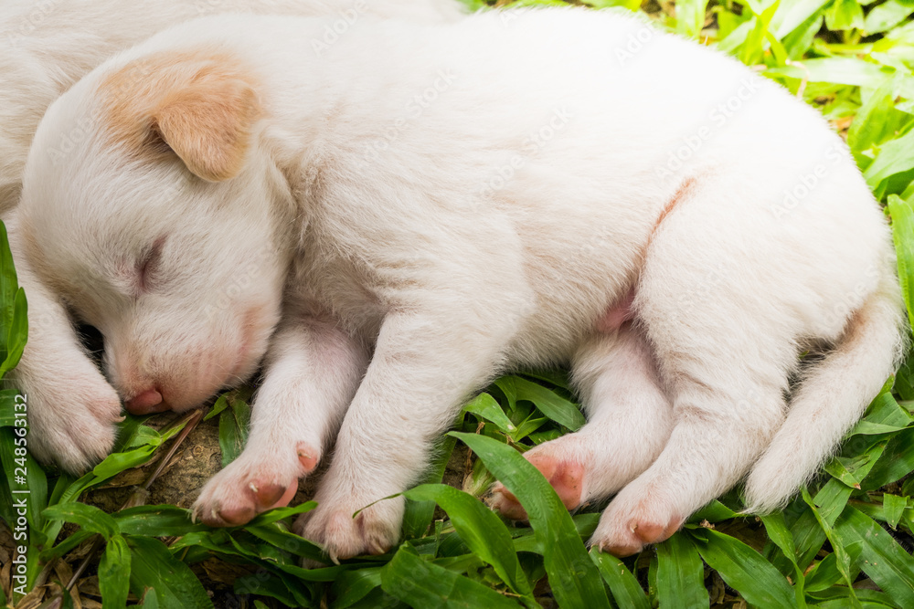 Sweet dreams cute puppy on the grass