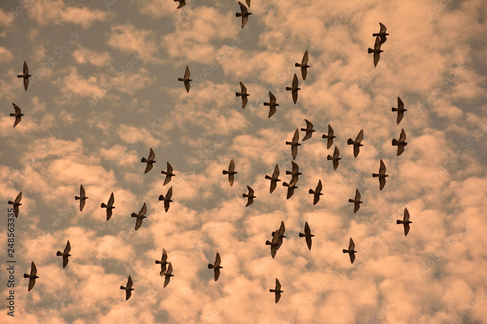     Flock of birds