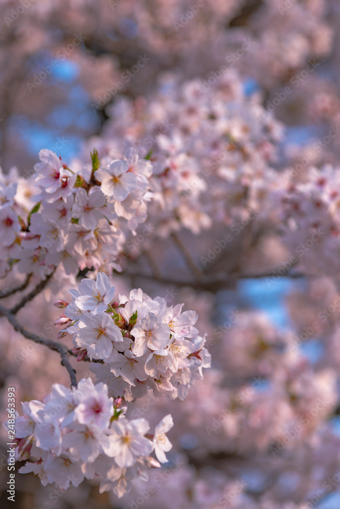 Close up full bloom beautiful pink cherry blossoms flowers ( sakura ) over the garden in springtime sunny day with soft natural background Close up full bloom beautiful pink cherry blossoms flowers ( sakura ) over the garden in springtime sunny day with soft natural background