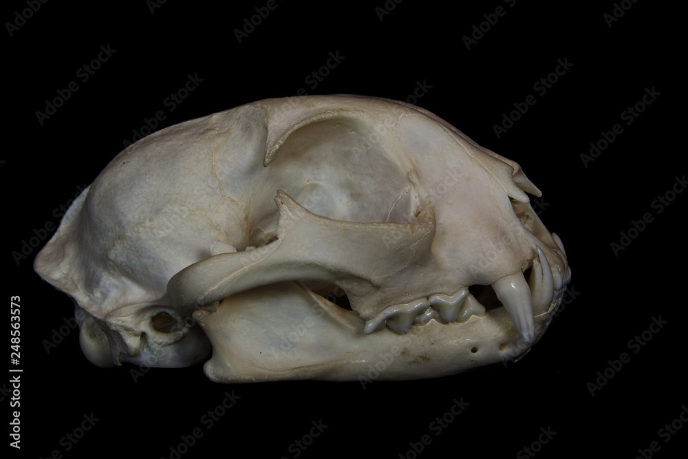 Bobcat Skull with Large Fangs in Opened Mouth Isolated on a Black Background Bobcat Skull with Large Fangs in Opened Mouth Isolated on a Black Background
