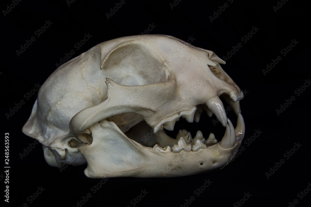 Bobcat Skull with Large Fangs in Opened Mouth Isolated on a Black Background Bobcat Skull with Large Fangs in Opened Mouth Isolated on a Black Background
