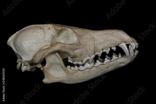 Φωτογραφία Coyote Skull with Large Fangs in Closed Mouth Isolated on a Black Background