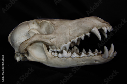 Coyote Skull with Large Fangs in Opened Mouth Isolated on a Black Background