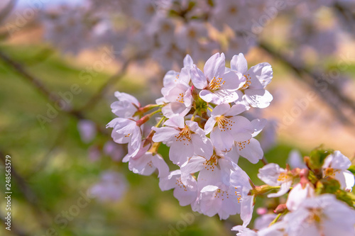 Close up full bloom beautiful pink cherry blossoms flowers ( sakura ) over the garden in springtime sunny day with soft natural background