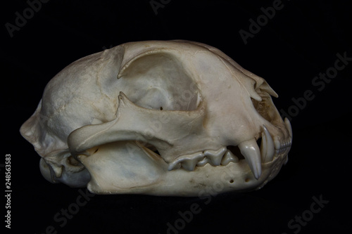 Bobcat Skull with Large Fangs in Opened Mouth Isolated on a Black Background