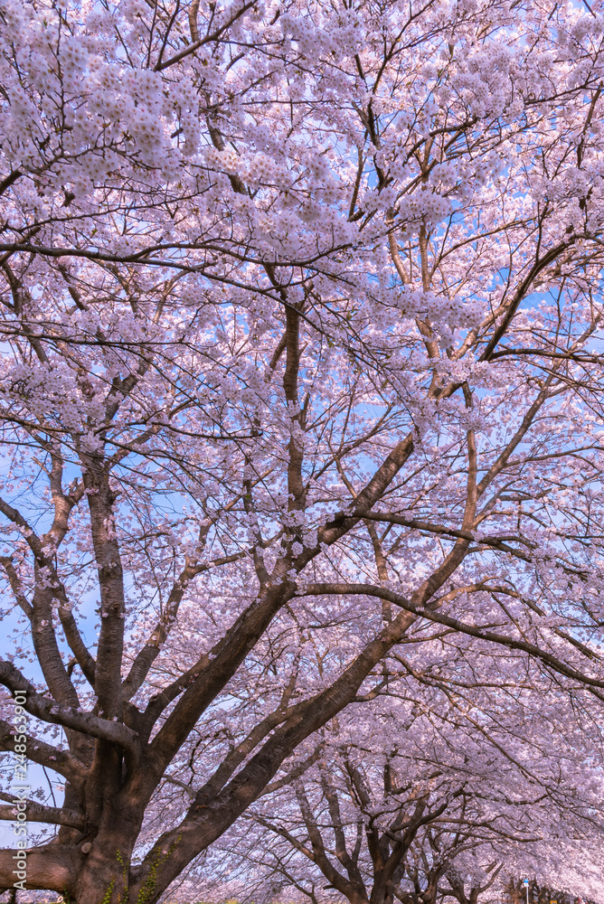 Close up full bloom beautiful pink cherry blossoms flowers ( sakura ) over the garden in springtime sunny day with soft natural background Close up full bloom beautiful pink cherry blossoms flowers ( sakura ) over the garden in springtime sunny day with soft natural background