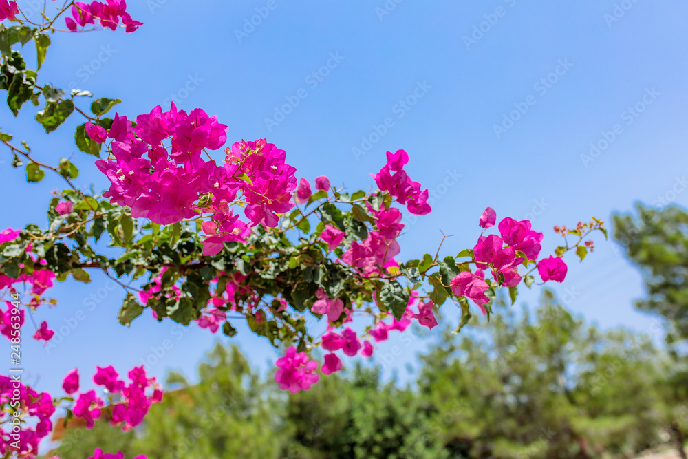 Pink flowers of bougainvillea. Beautiful Colorful Bougainvillea blossoms