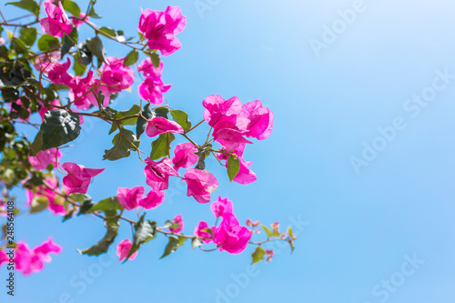 Pink flowers of bougainvillea. Beautiful Colorful Bougainvillea blossoms