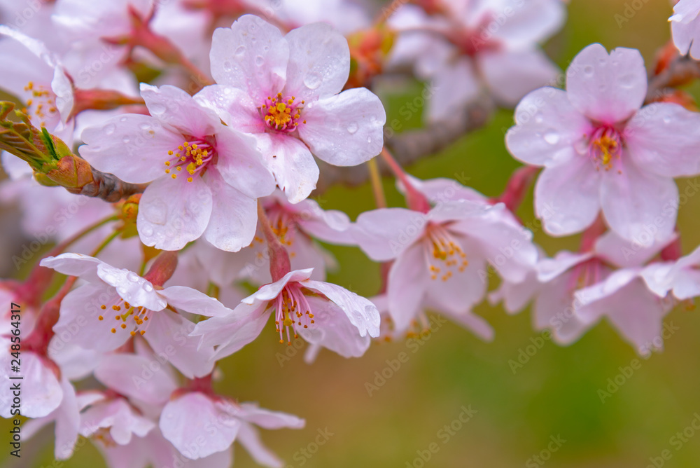 Close-up full bloom beautiful pink cherry flowers ( sakura ) over the garden in springtime sunny day, with soft green blur natural background.