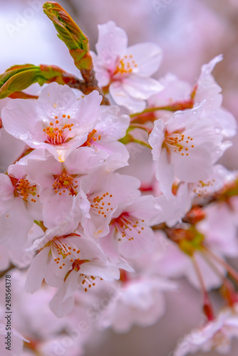 Close-up full bloom beautiful pink cherry flowers ( sakura ) over the garden in springtime sunny day, with soft blur natural background.