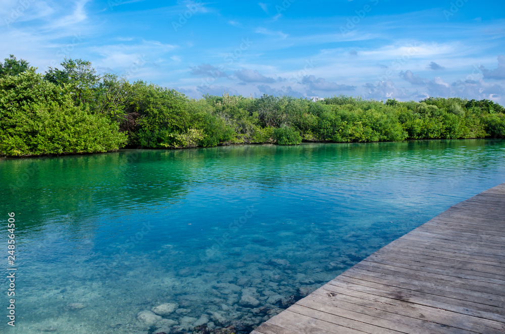 Fototapeta premium Mangrove landscape at Cancun, Mexico