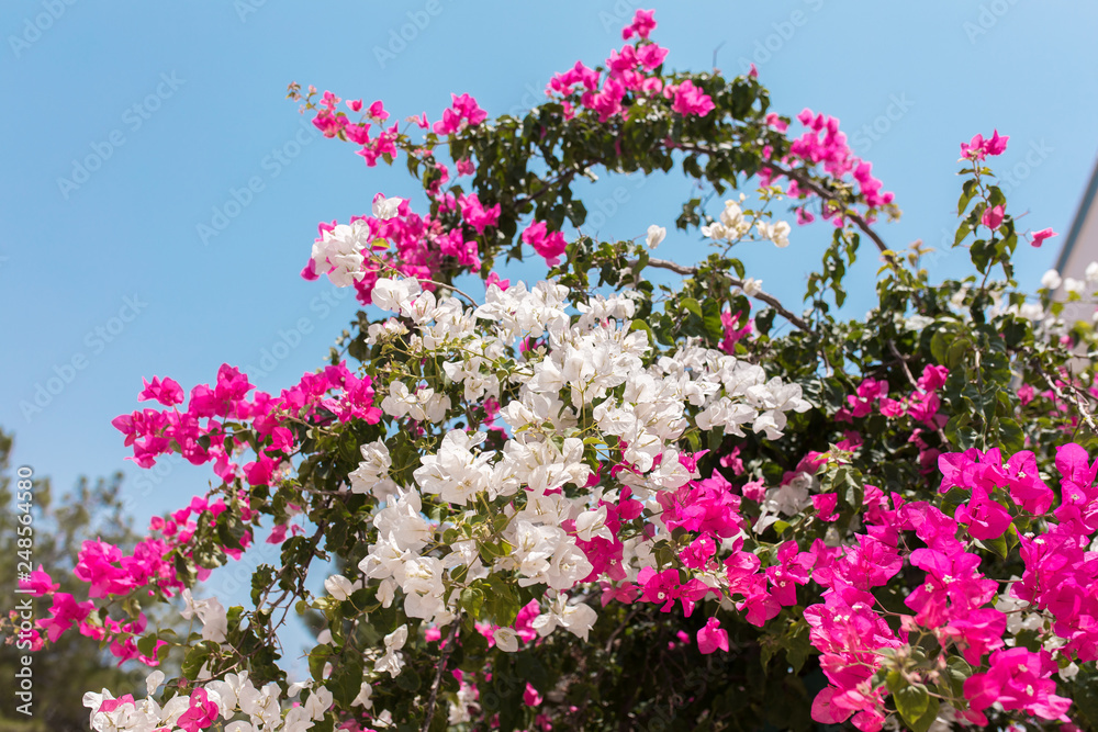 Pink and white flowers of bougainvillea. Beautiful Colorful Bougainvillea blossoms