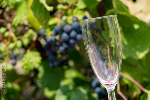 The empty wine glass on a background of blue grapes on a vineyard.
