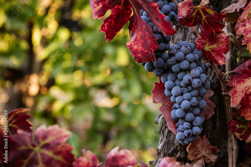 фотографія Ripe red wine grapes on the vine in the vineyard before harvest