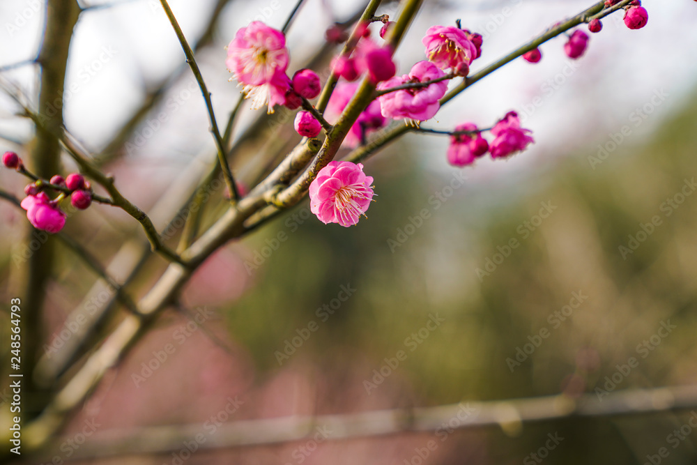 Blooming Plum Blossoms Blooming Plum Blossoms