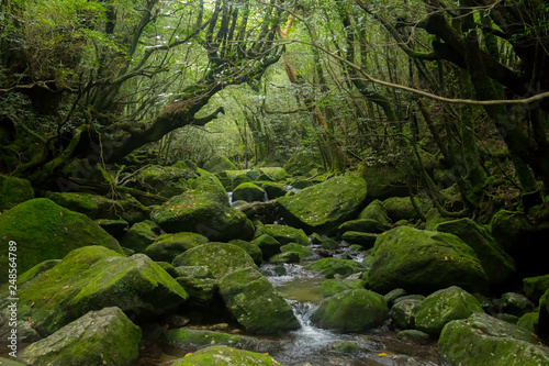 屋久島の森
