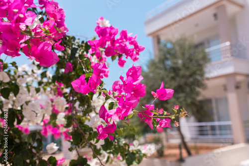 Pink and white flowers of bougainvillea. Beautiful Colorful Bougainvillea blossoms