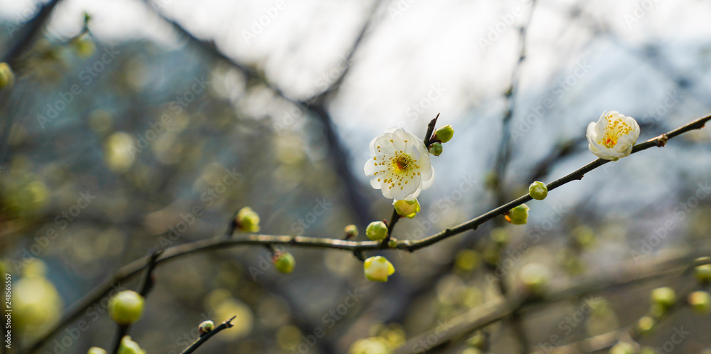 Fototapeta premium Prunus mume Sieb