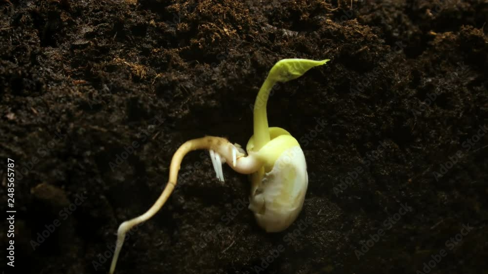 Germinating Seed Growing in Ground Agriculture Spring Timelapse