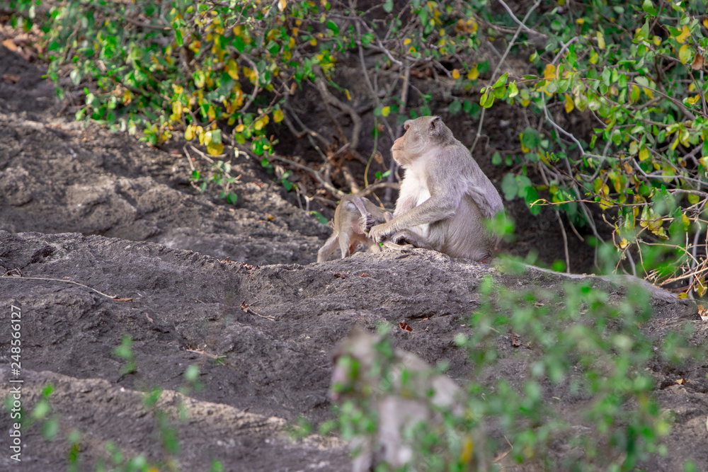 Wild macaque sitting on a rock under a tree in a national park Wild macaque sitting on a rock under a tree in a national park