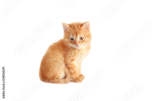  little fluffy red kitten on a white background