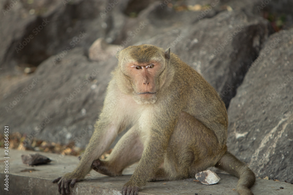 A wild macaque sits by the rock on the road in a national park.